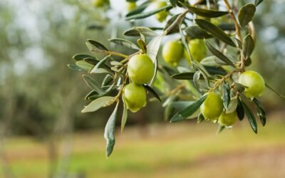 Las posibilidades de la aceituna van mucho más allá del ámbito gastronómico: un investigador de Jaén ha desarrollado un envase de bioplástico a partir de la piel de la aceituna ? http://bit.ly/2wNgqm3 vía @DiarioJAENes

#sostenibilidad #aceituna #MedioAmbiente
