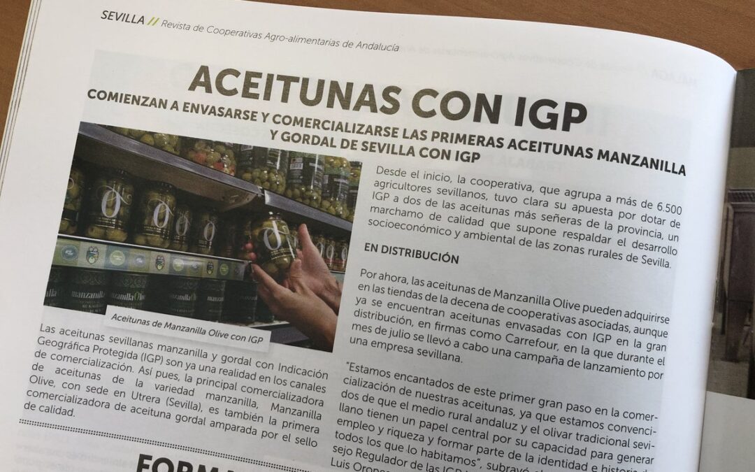 Las #aceitunas sevillanas #manzanilla y #gordal con #IGP, ya son una #realidad en los canales de comercialización. #manzanillaolive comercializa frascos de manzanillas y de gordales. #Aceitunas de Sevilla, #calidad, tradición con cocido al estilo sevillano, cogidas a mano.