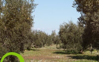 #26denoviembre2020. Día Mundial del Olivo.
Es el 26 de Noviembre una fecha muy importante para todos los que formamos parte del grupo #manzanillaolive. El #olivo forma parte de nuestro ser.