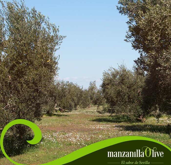 #26denoviembre2020. Día Mundial del Olivo.
Es el 26 de Noviembre una fecha muy importante para todos los que formamos parte del grupo #manzanillaolive. El #olivo forma parte de nuestro ser.