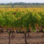 Proponen medidas para el arranque definitivo de viñedos como fórmula para restablecer el desequilibrio entre oferta y demanda