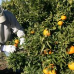 Otra decisión de la UE sin valorar las consecuencias: Eliminar el Mancozeb disparará los gastos de los tratamientos fitosanitarios un 25%