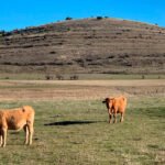 CLM adelanta las ayudas para ganaderos de extensivo por los daños por ataques de lobos o buitres pero mantiene la cuantía