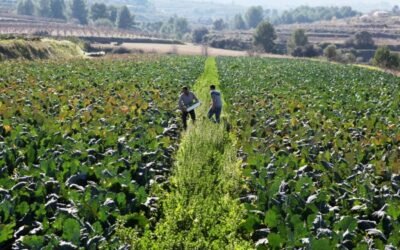 Bruselas destinará 182,9 M€ a promoción agroalimentaria en 2021 con el foco en la agricultura sostenible