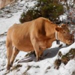 Las cabañuelas anuncian un primer trimestre lluvioso y con nieve, arrancando con frío a finales de enero