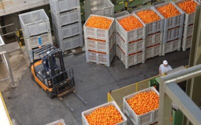 AVA-ASAJA denuncia que la UE estudia prohibir otra sustancia que agravaría la lucha contra el Cotonet