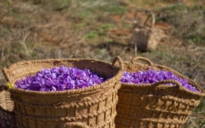 La DOP Azafrán de la Mancha cierra una campaña con menos producto pero muy buena calidad