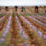 Sabor agridulce al finalizar la cosecha 2020 de la DOP Azafrán de La Mancha: Menos producción pero con una gran calidad