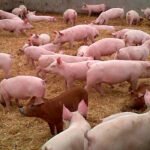 Las exportaciones españolas de porcino a China se duplican hasta septiembre con más de 900.000 toneladas