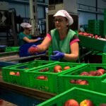 La exportación hortofrutícola cerrará con 14.200 millones, en un año marcado por la Covid, el Brexit y la competencia de terceros países