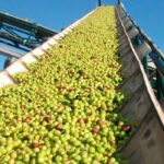 Un estudio destaca que las cooperativas del olivar reducen los costes de producción y fijan la población a los núcleos rurales