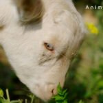 El Colegio de Veterinarios de Madrid constituye la Fundación Animal Hub para visibilizar y reconocer la labor de los veterinarios