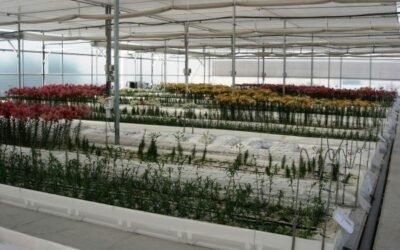 El sector de flor y planta exportó por valor de 435 M€ en 2020