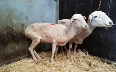 Anaplasmosis ovina en España