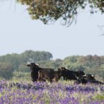 El toro de lidia no logra su propuesta de unidad y la Unión de Criadores retira su iniciativa de aunar a todas las asociaciones