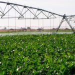 Abierto el plazo para la modernización del regadío, que beneficia a Cádiz con 10,5 millones de ITI y con 3 a Jaén