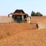 El año se cierra con una ligera tendencia al alza en los precios mayoristas de los cereales