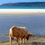 El GDR del Litoral La Janda aprueba las últimas líneas de ayuda de la convocatoria 2018 pendientes de Resolución