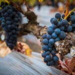 Los vinos de Gran Canaria cierran este año convulso con motivos para la esperanza