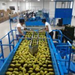 El mango de Guatemala apuesta por la diversificación comercial de manera sostenida