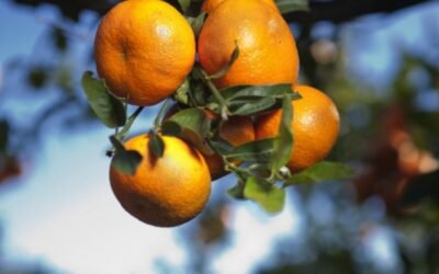 Nadorcott y el Club de Variedades Vegetales Protegidas, un binomio que suma