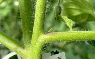 Entofood, la alimentación extra de Koppert para Nesidiocoris en invierno