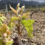 El Gobierno autoriza 945 hectáreas de nuevas plantaciones de viñedo en las DO Rioja, Txacolí y Ribera del Duero