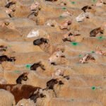 Los lobos dan el salto a La Rioja, donde vuelven a denunciar un nuevo ataque con cuatro ovejas muertas