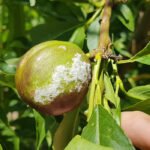 Localizado el gen de resistencia al oídio en melocotonero que se podría utilizar también para el almendro