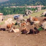 El Ministerio aprueba la extensión de norma de las interprofesionales de Ovino y Caprino de Carne y del sector cunícola