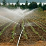 Planas saca pecho ante las recomendaciones de Europa a la PAC española y Andalucía le insiste en que se aleja de la propuesta europea