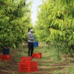 Balance Asaja 2020: Pedro Barato: «No ha sido un año bueno, quedan muchos temas pendientes todavía»