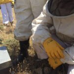 Propuesta para que no se desaproveche el incremento de fondos del Plan Nacional Apícola y se incorporen a los presupuestos