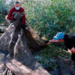 El campo insiste en que se tenga en cuenta la necesidad de priorizar a los agricultores y ganaderos españoles en la vacunación del Covid