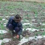 El Gobierno autoriza la subvención de los recargos por siniestralidad en el seguro agrario