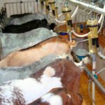 Con los cereales sin cambios, el precio de la leche de cabra sorprende en su subida sobrepasando a la de oveja en la Lonja de León