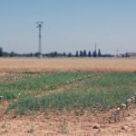 Los agricultores valencianos dejan de cultivar en 2020 una superficie equivalente a cinco campos de fútbol al día