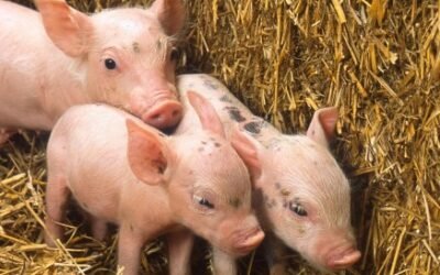 Tonisity Total ayuda a maximizar el potencial de crecimiento del cerdo