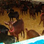 Vacunar la reposición y eliminar animales positivos como herramienta para el control de la tuberculosis en cabras