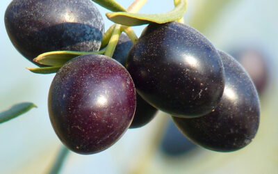 Navarra espera recolectar entre 27 y 30 millones de kilos de olivas, un incremento del 30% con respecto a la anterior campaña