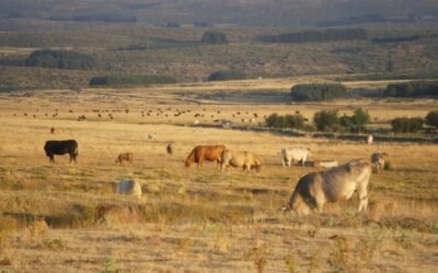 Abonados ya 4.089 M€ de las ayudas directas de la PAC de la campaña 2020