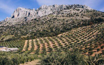 Olivos milenarios del Parque Natural de las Sierras Subbéticas, bautizados con el nombre de sus influyentes padrinos
