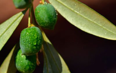 La producción europea de aceite de oliva se sitúa en 578.261 t. hasta noviembre