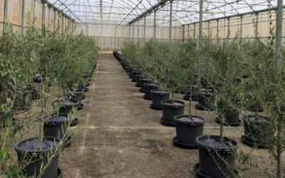 Encuentro de la red del COI de Bancos de Germoplasma y Gestión Fitosanitaria