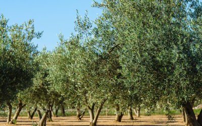 Optimismo en Castilla-La Mancha ante la campaña de aceituna