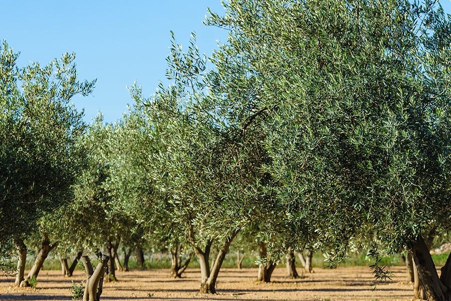 Optimismo en Castilla-La Mancha ante la campaña de aceituna
