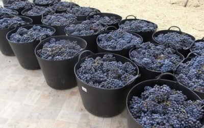 Las OPAs llevan ante la AICA los incumplimientos de contrato de las bodegas con los productores