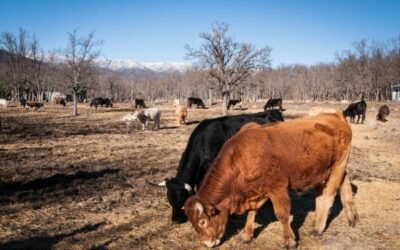 Los ministros de Agricultura piden a la CE una propuesta común de etiquetado de bienestar animal en la UE-27