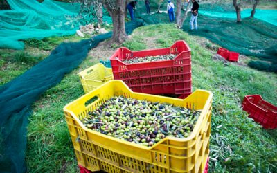 La gestión cooperativa del olivar reduce los costes de producción y ayuda a fijar la población rural