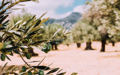 Cada año se transforma casi el 1,5 por ciento de la superficie mundial de olivar